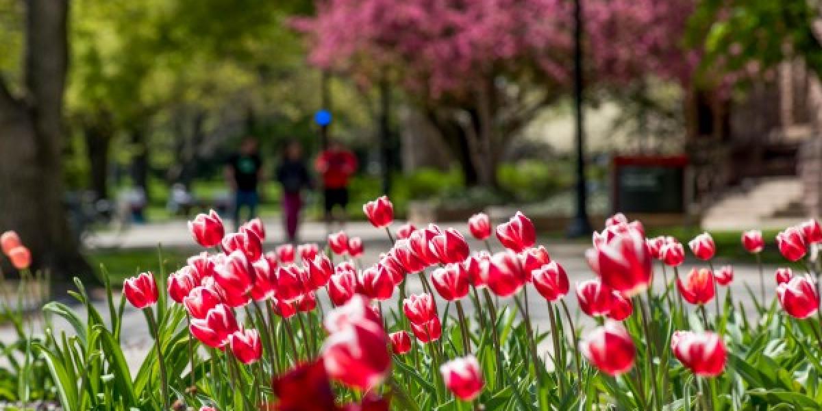 dark pink tulips in bloom on The Oval