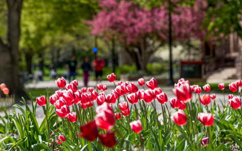 tulips on campus