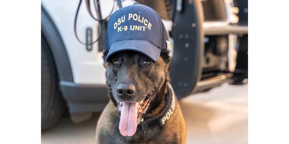 An OSUPD K9 wearing a ballcap hat that says "OSU Police K-9 Unit"